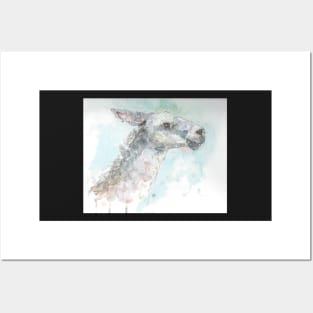 Lovely llama! Posters and Art